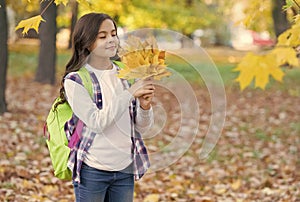 perfect autumn day of cheerful girl with school bag gathering maple leaves in fall season park in good weather, beauty