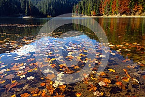 Perfect autumn tree reflections in lake