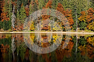 Perfect autumn tree reflections in lake