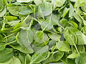 Perfect baby spinach greens