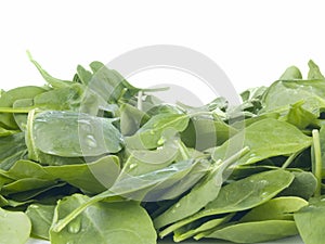 Perfect baby spinach greens