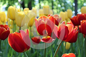 Perfect background of flowers, bright tulips