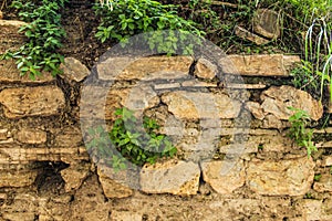 Perfect background: old stone wall with ivy