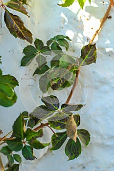 Perfect background: old, white painted stone wall with  ivy