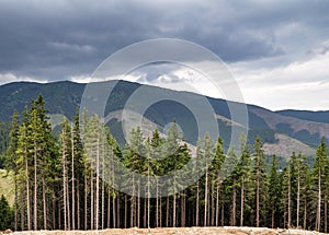 Muted colors mountain panorama, view through pine forest, foggy day, Slovakia