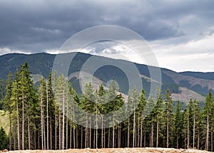 Tlumené barvy horské panorama, pohled přes borový les, mlhavý den, Slovensko