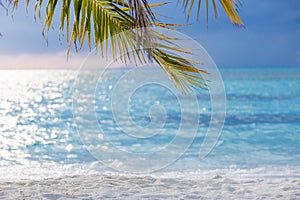 Perfect beach banner, sunset light and blurry calm sea, palm leaf over blue sea water