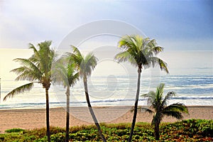 The perfect beach view with palm trees. photo