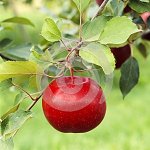 Perfect, beautiful ripe red apple fruit growing on tree in orchard