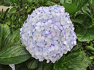 A perfect blooming hydrangea in soft colors in a nature tourism area.