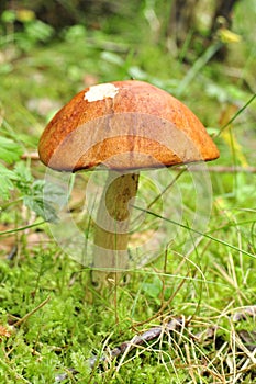 Perfect boletus rufus, red mushroom