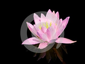 Perfect bright pink water lily in black baxkground with reflection and drops. Lotus