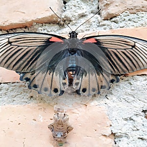 perfect butterfly metamorphosis photo