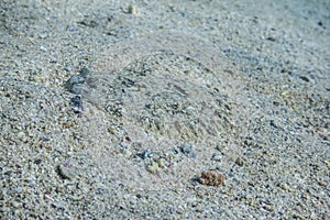 perfect camouflaged pather flounder lying at the seabed during diving in egypt