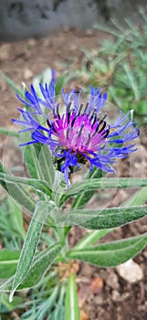 Perfect Centaurea cyanus