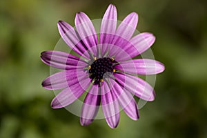 Perfect centered shot of Osteospermun ecklonis, Daisy, margarita, flower, violet. photo