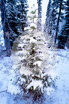 Perfect Christmas tree in the forest waiting to be cut down