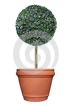 Perfect circle pom-pom shape clipped topiary tree in terracotta clay pot container isolated on white background for formal Japanes