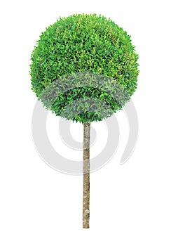 Perfect circle shape clipped topiary tree isolated on white background for formal Japanese and English style artistic design garde