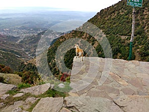 Perfect click when dog enjoying views