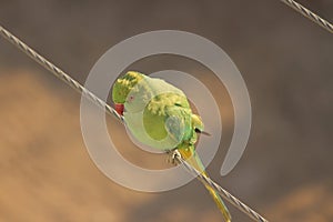 A perfect click parrot