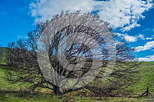 The Perfect Climbing Tree