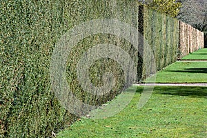 Perfect clipped hedge