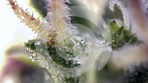 Perfect Close up drugs capturing the delicate dewdrops on cannabis trichomes