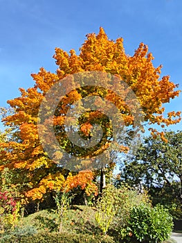 Perfect colored maple tree with autumn leaves with deep blue sky background in the city