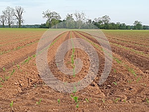 Perfect combed rows made by farmer