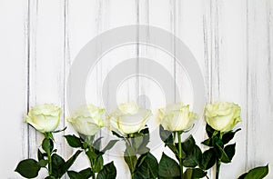 Perfect creme luxurious roses on the tabcke for wedding, birthday or Valentine`s day. Top view