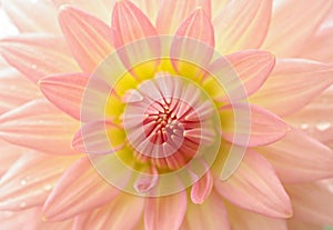 Perfect dahlia flower photo