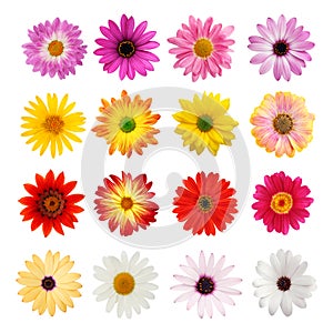 The perfect daisy collection