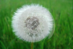 Perfect dandelion blowball