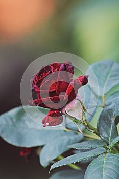 Perfect dark red rose 2