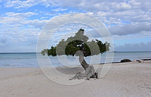 Perfect Day on Eagle Beach in Aruba