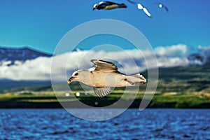 Perfect detailed shot of a flying seagull over blue ocean on iceland