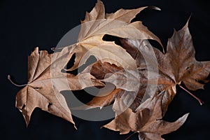 A perfect display of brown atom leaves on black background.