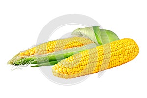 Perfect ear of corn isolated on white