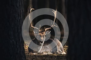 Perfect European Fallow Deer  Dama Dama  From Belovezhskaya Pushcha. Brown-Eyed Deer With Beautifully Shaped Horns In The Center