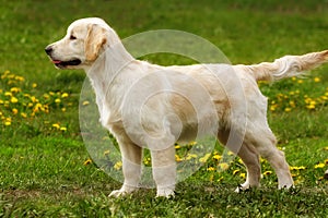 Perfect exhibition stand is a puppy Golden Retriever