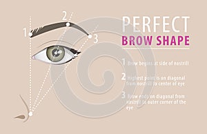 Perfect eyebrow shape tutorial. vector template