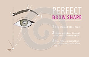 Perfect eyebrow shape tutorial. vector template photo