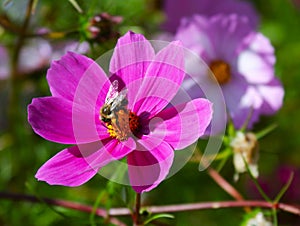 Perfect feast for a bee on a perfect flower