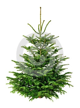 Perfect fir tree on pure white