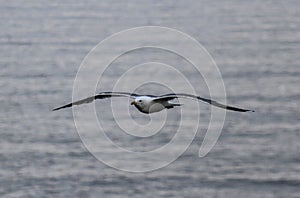 Perfect flight over the sea