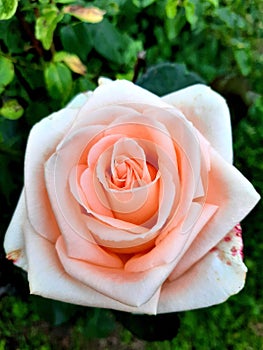 Big beautiful pink roze photo