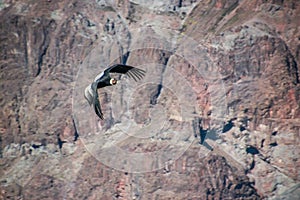 The perfect flutter of the king of Cordillera de los Andes photo