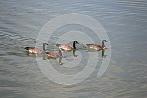 Perfect form quartet Canada Geese in water