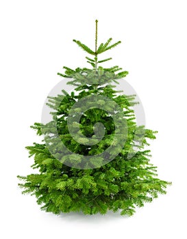 Perfect fresh Christmas tree without ornaments